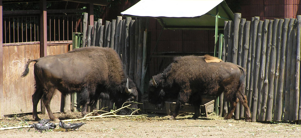 服务器攻击方式